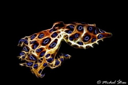 Blue-ringed Octopus at Lembeh by Michal Štros 
